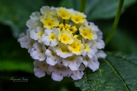 White Lantana