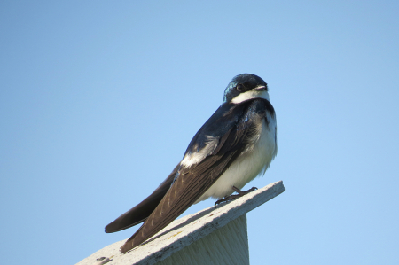 Daddy Tree Swallow