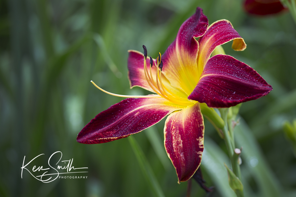 A Daylily 