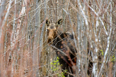 Moose are Strong and Tough!