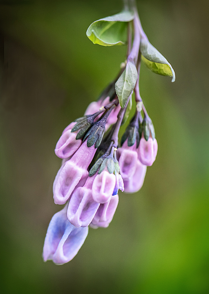 Virginia Bluebell Buds  