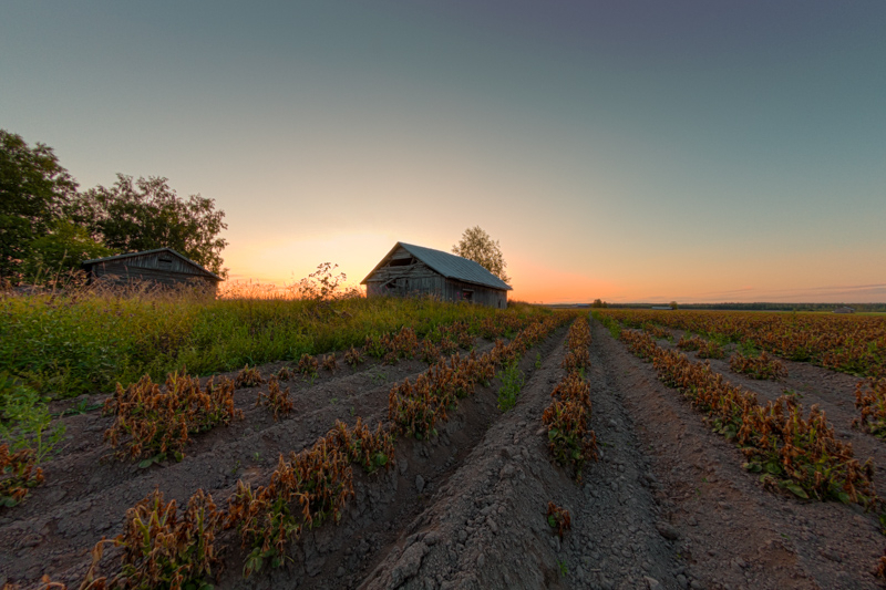 Sunset Over The Potato Rows