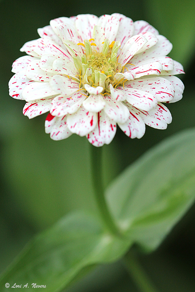 Candy Stripe Zinnia