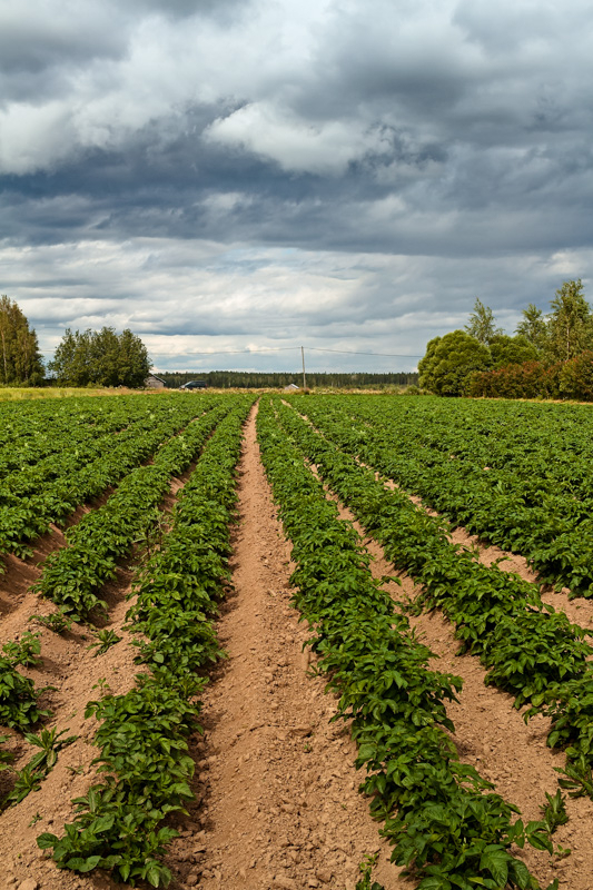 Potato Fields Under the Dramatic Skies