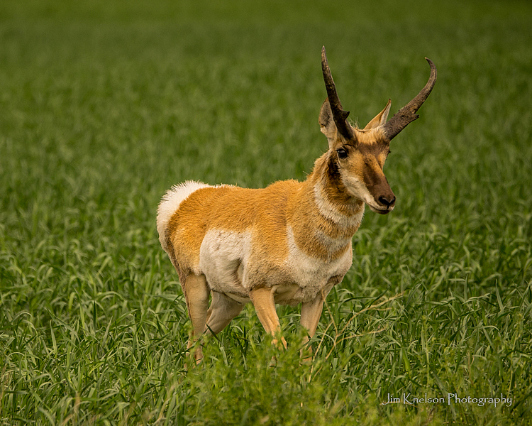Pronghorn Antelope - ID: 15738542 © Jim D. Knelson