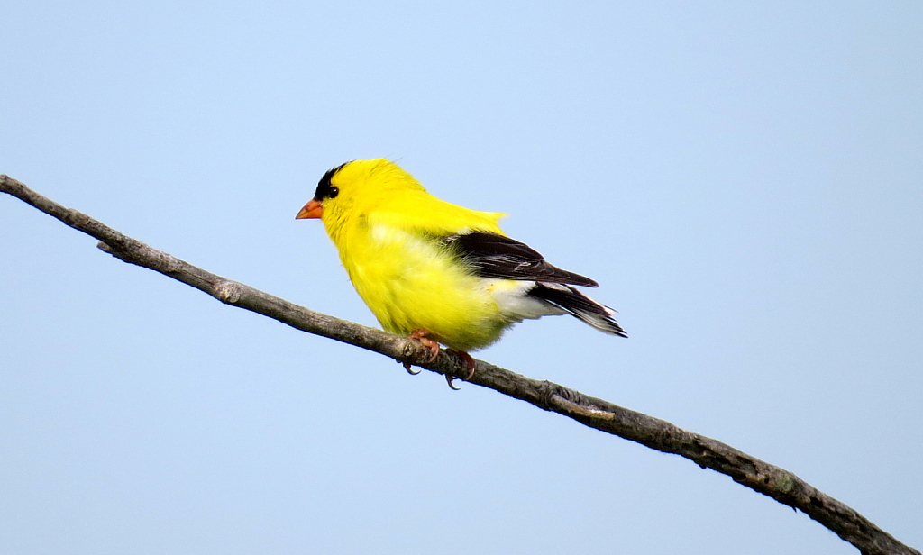 Goldfinch On A Branch