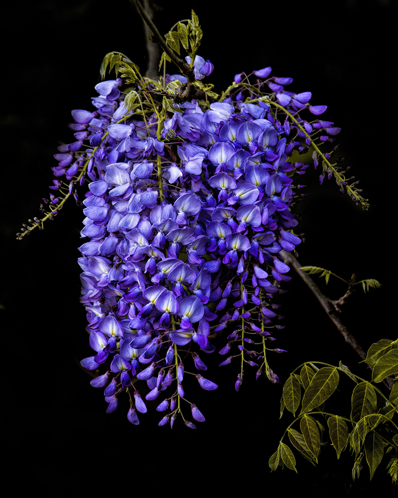 Wisteria