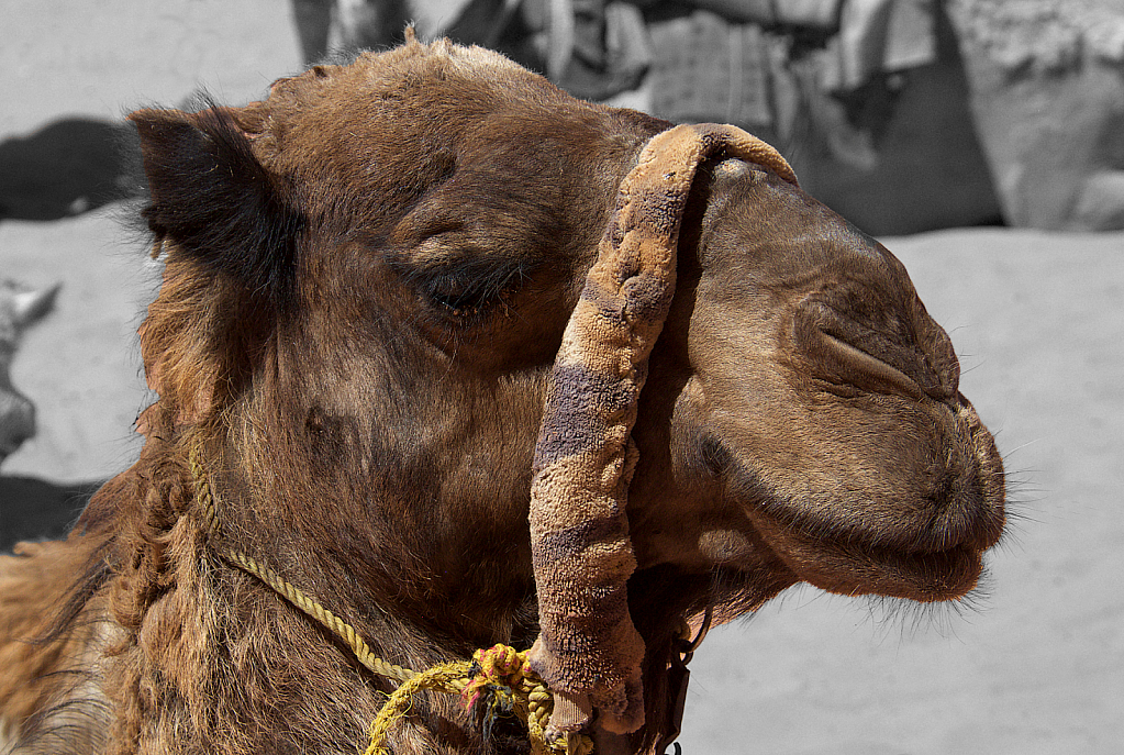 Camel Portrait - ID: 15738881 © David Resnikoff