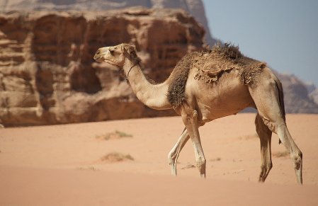 Strolling in the Sand