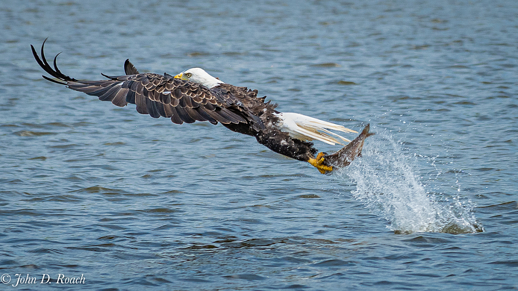 Eagle in Fine Form - ID: 15738885 © John D. Roach