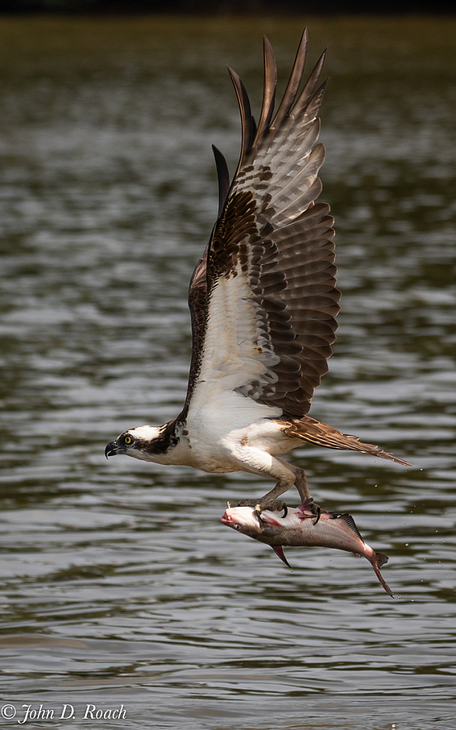 Moving on Out - ID: 15738886 © John D. Roach