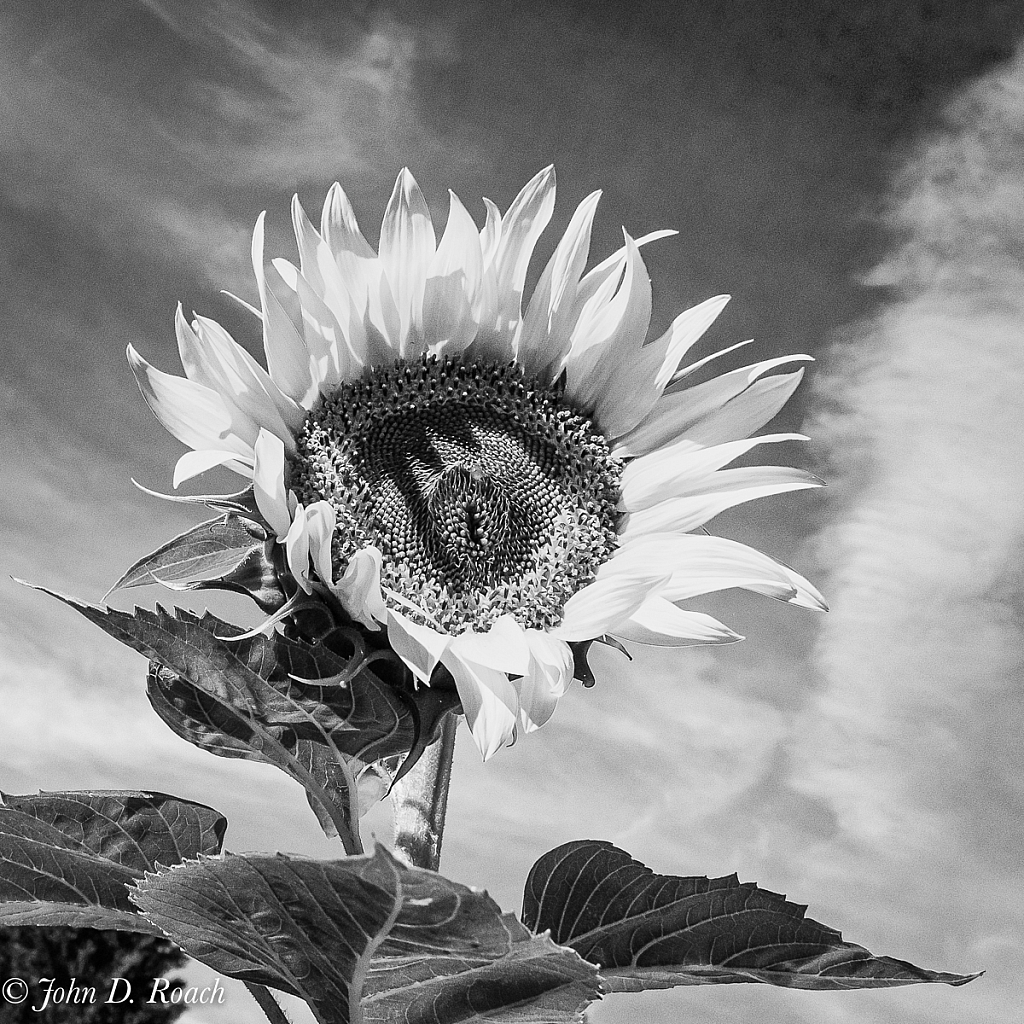 The Summer Sunflower - ID: 15738892 © John D. Roach