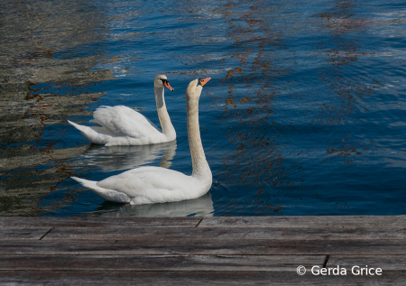 Mute Swans ion Copenhagen