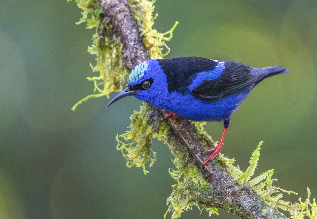 Honeycreeper