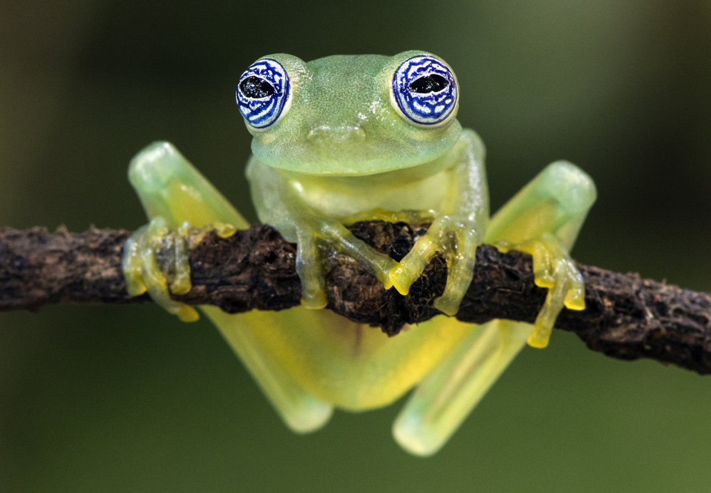 Glass frog