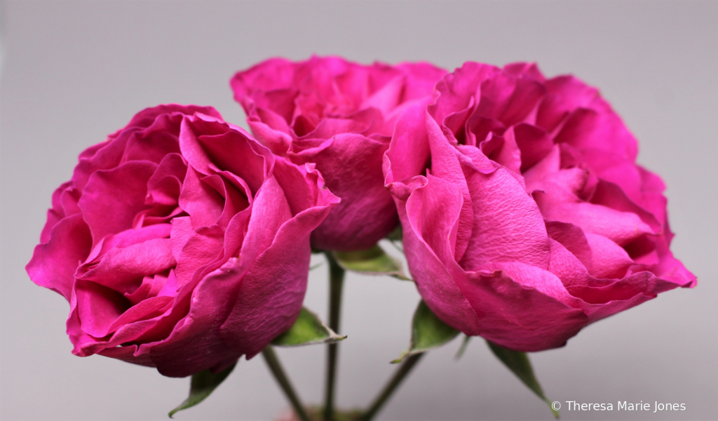 Three Pink Roses - ID: 15739042 © Theresa Marie Jones