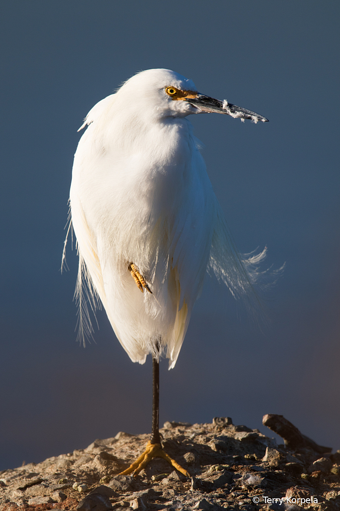 Snowy Egret - ID: 15738979 © Terry Korpela