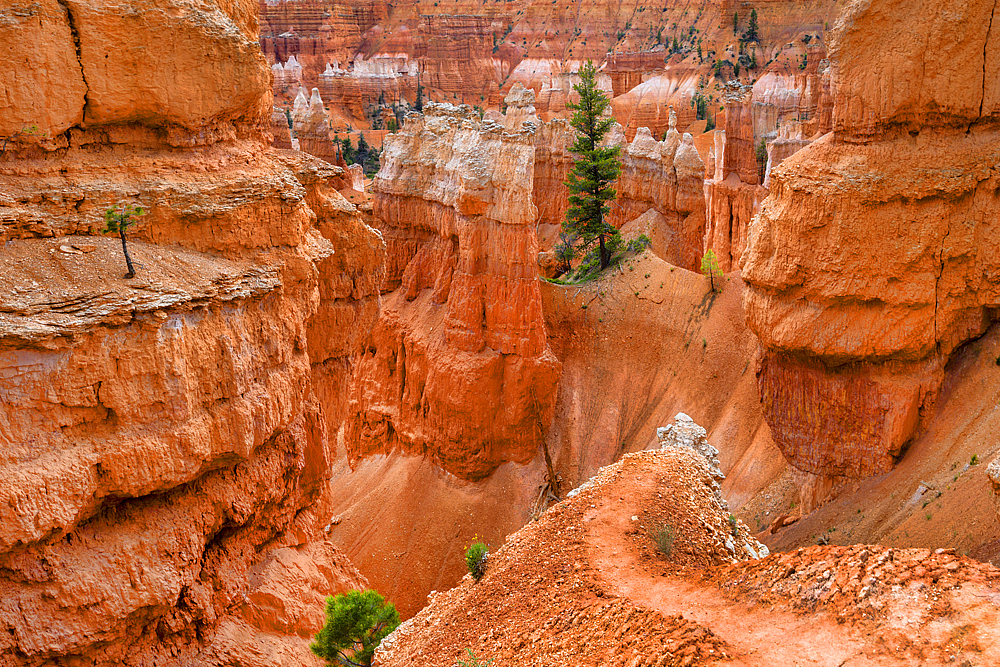 Evergreens at Bryce Canyon