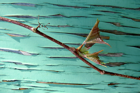 Peeling Paint With Plant