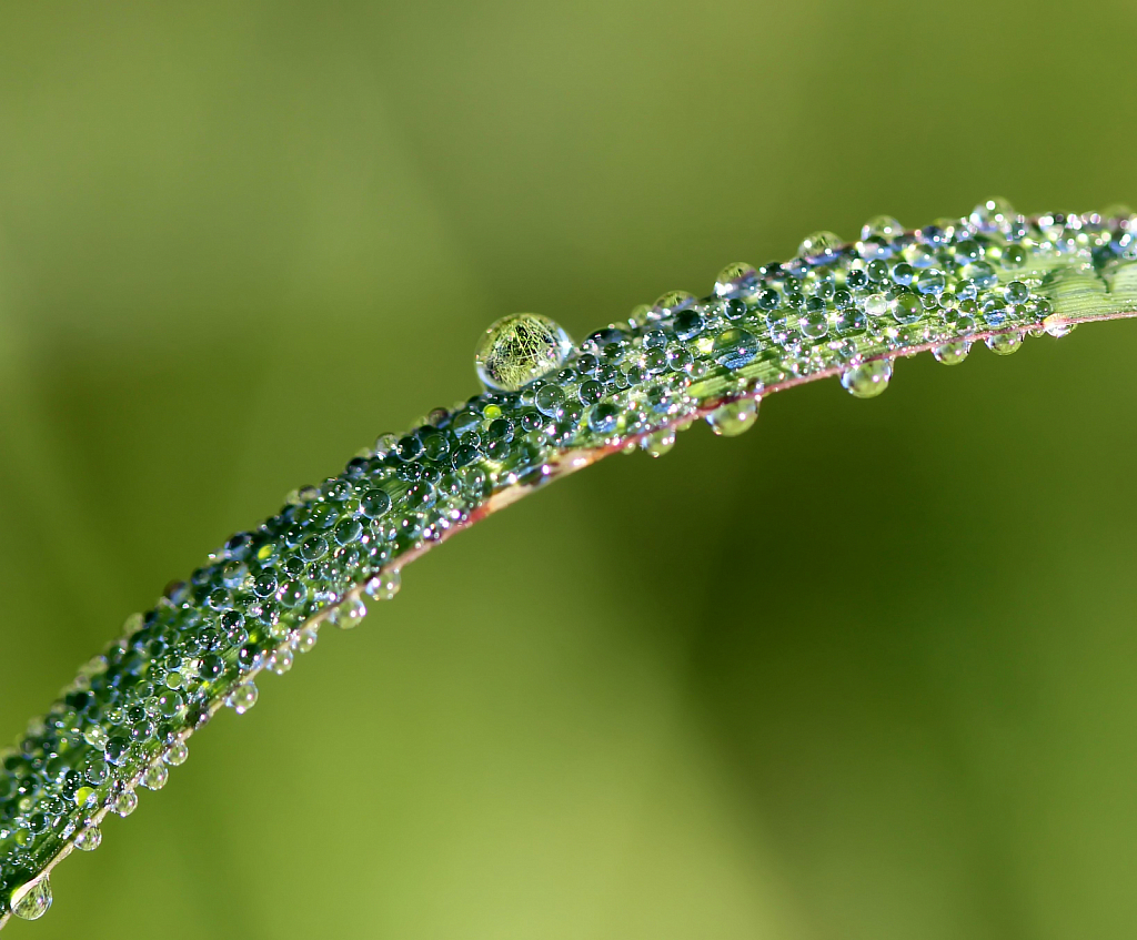 Very Wet Grass - ID: 15739171 © Carolyn  M. Fletcher