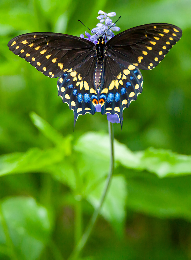 Garden Wings