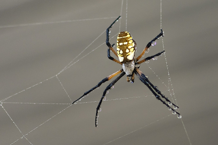 Orb Weaver 13