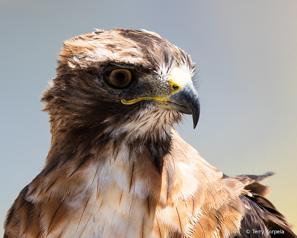 Red-tailed Hawk Portrait - ID: 15739210 © Terry Korpela