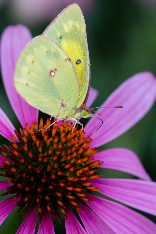 Orange Sulphur Butterfly