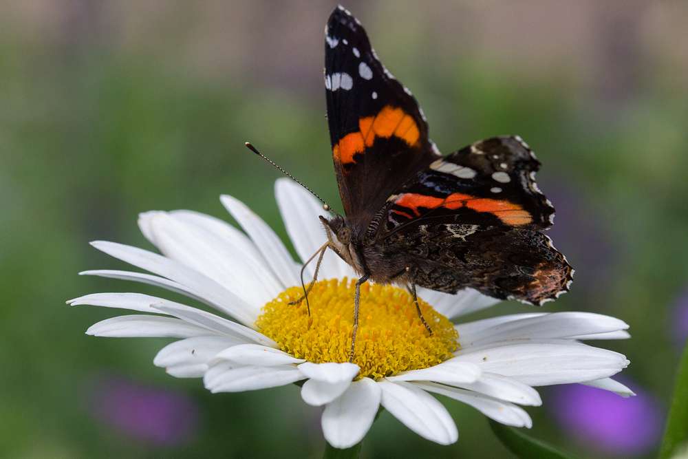 Red Admiral on Shasta Daisy