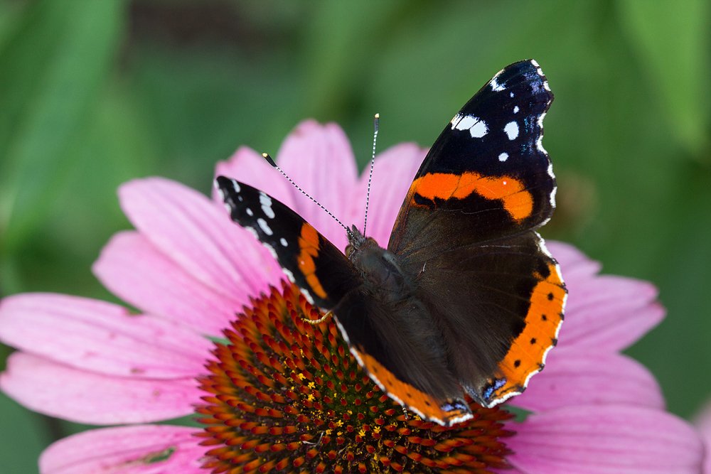 Red Admiral