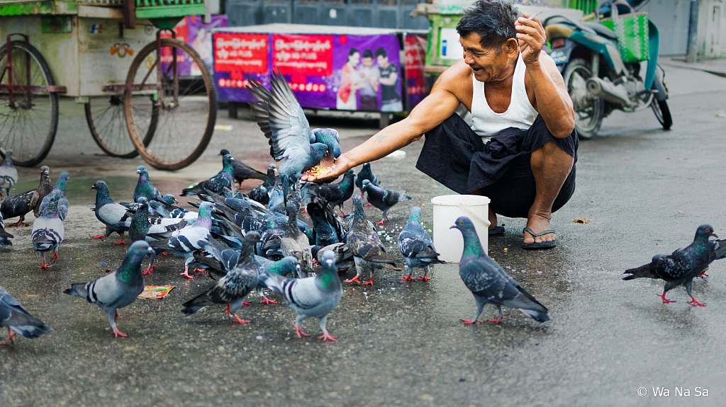 Feeding pigeons.