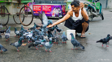 Feeding pigeons.