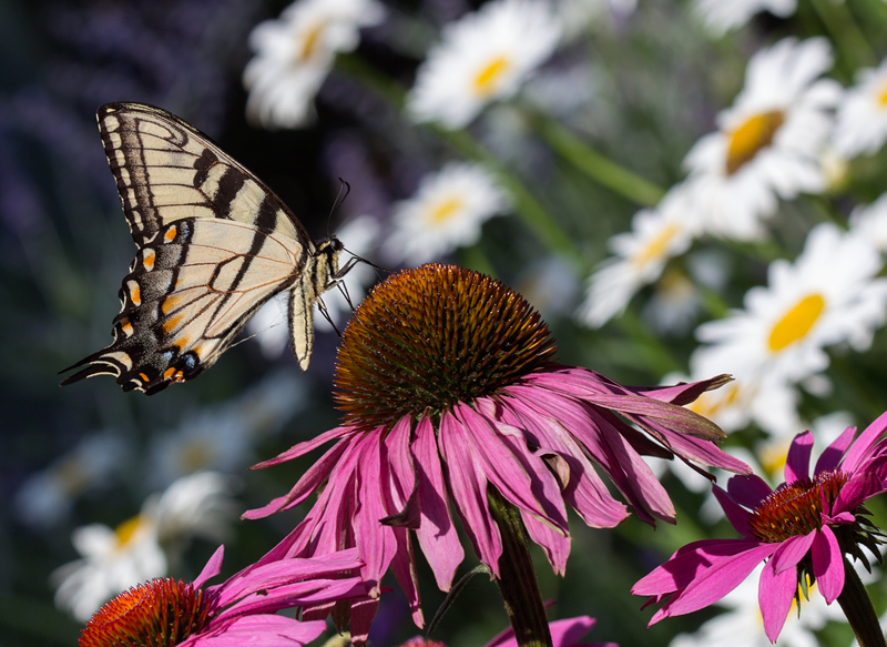 Eastern Tiger Swallowtail