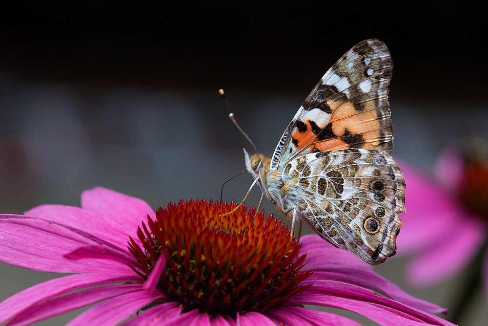 Painted Lady