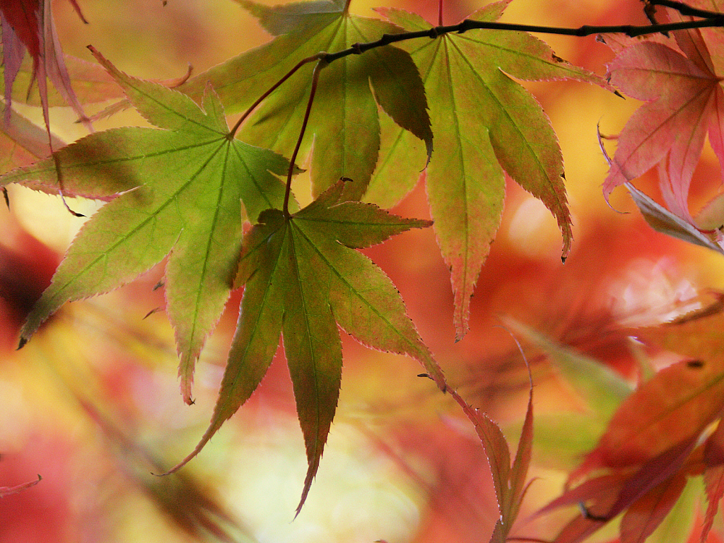 The last green leaves