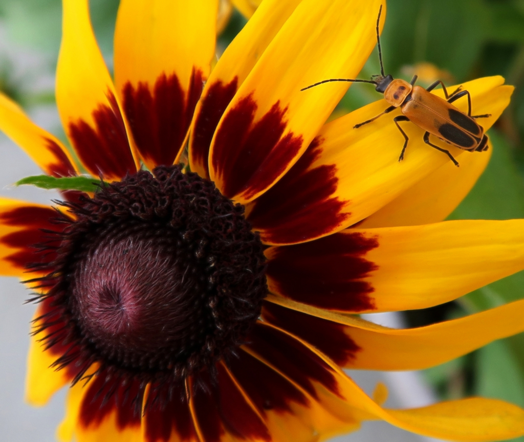 Rudbeckia