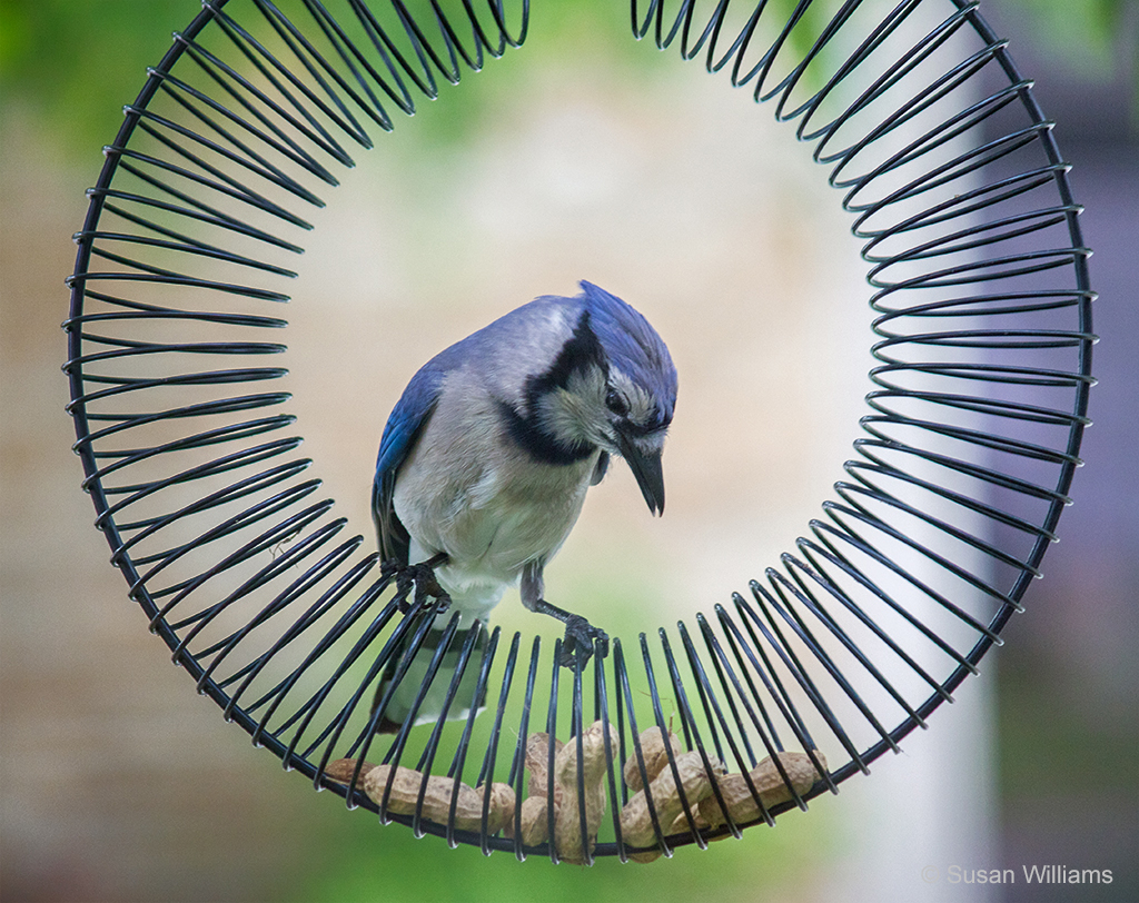 Baby Blue Jay