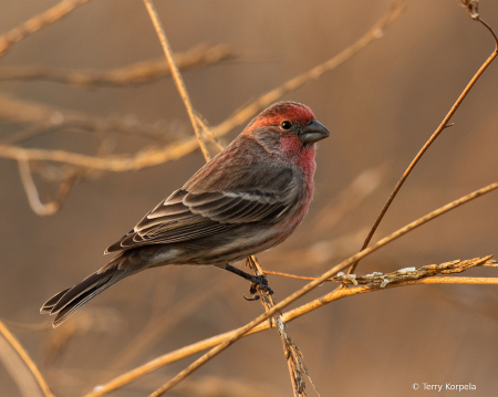 House Finch