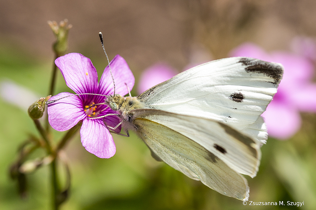 Cabbage white