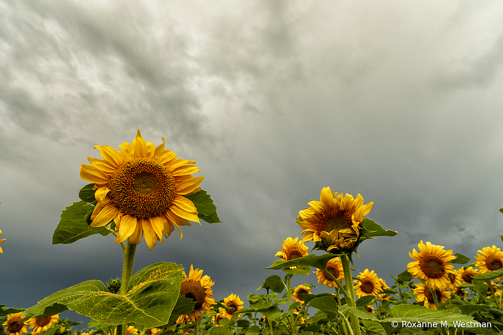 Sunny sunflowers and incoming storm - ID: 15739930 © Roxanne M. Westman