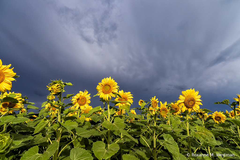 Sunflowers and storms - ID: 15739931 © Roxanne M. Westman