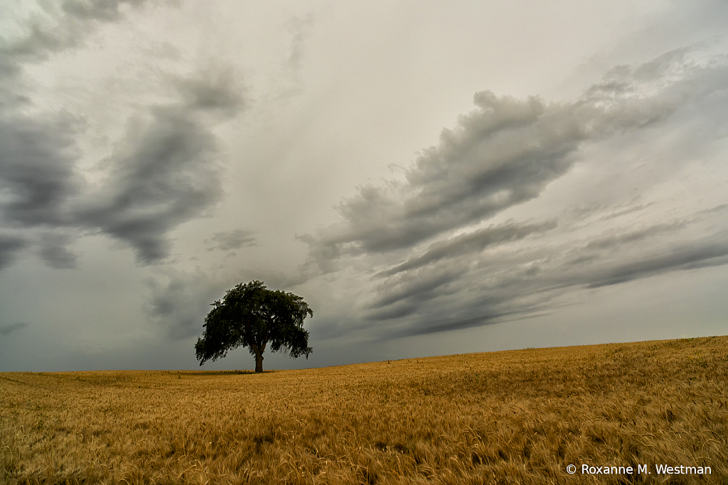 Lonely tree in wheat field - ID: 15739932 © Roxanne M. Westman