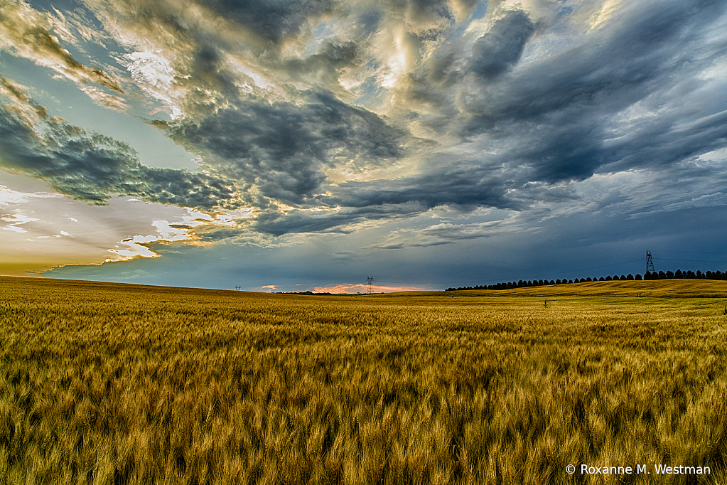 North Dakota wheat fields - ID: 15739934 © Roxanne M. Westman