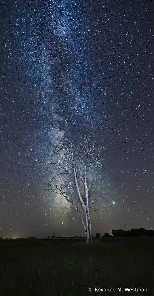 Milky Way and cottonwood tree - ID: 15739936 © Roxanne M. Westman