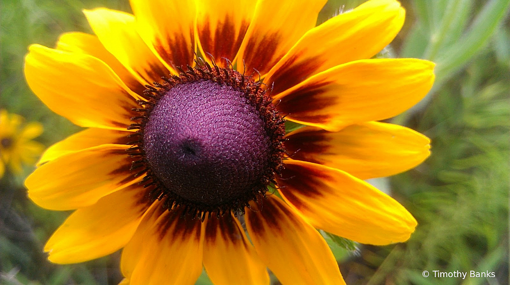 Rudbeckia