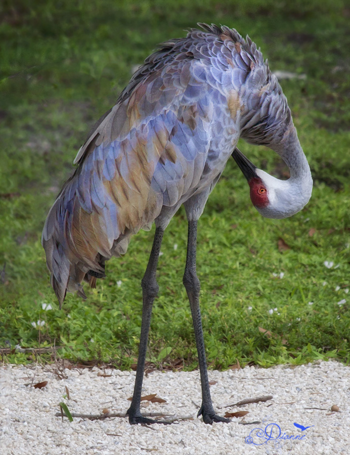 Preening