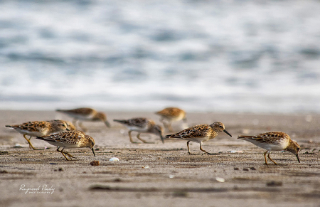 Sandpipers