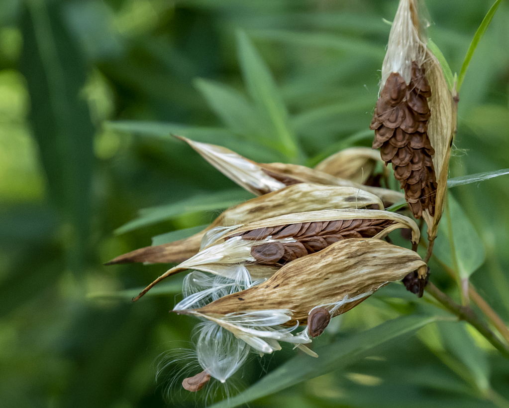 Seed Pods