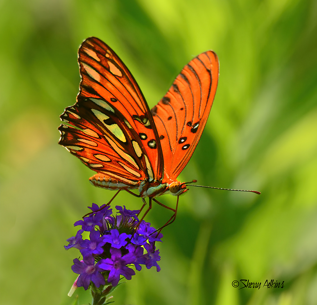 Butterfly - ID: 15740034 © Sherry Karr Adkins