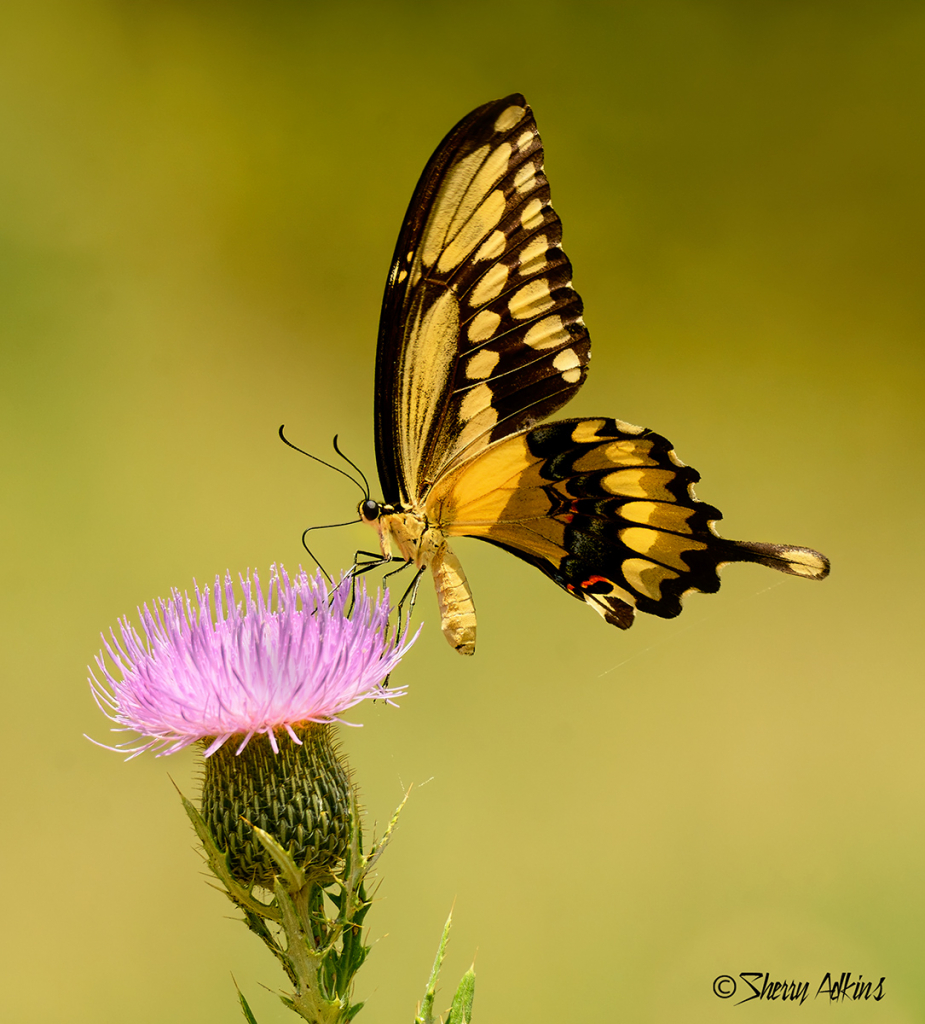 Swallowtail - ID: 15740035 © Sherry Karr Adkins
